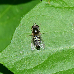 Eupeodes volucris