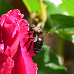 Xylocopa tabaniformis orpifex