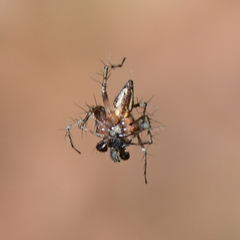 Oxyopes scalaris