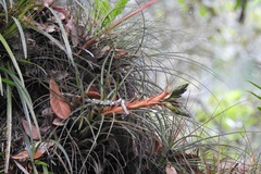 Tillandsia punctulata