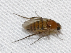 Apocephalus