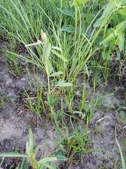Lespedeza leptostachya