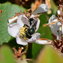 Osmia