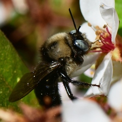 Xylocopa tabaniformis orpifex