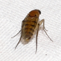 Apocephalus
