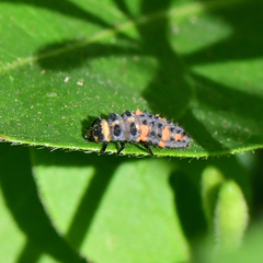 Hippodamia convergens