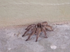 Psalmopoeinae