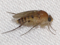 Apocephalus