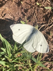 Pieris rapae