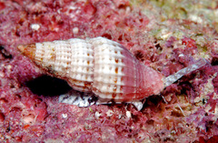 Vexillum modestum