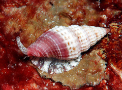 Vexillum modestum