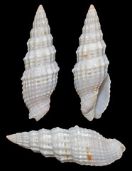 Vexillum modestum
