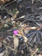 Angiospermae