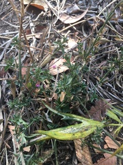 Angiospermae