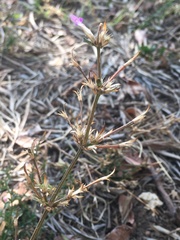 Angiospermae