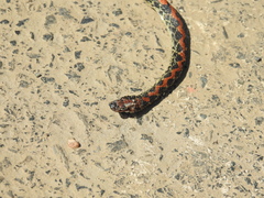 Siphlophis pulcher