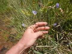 Murdannia gigantea