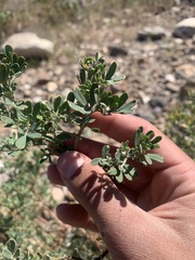 Acmispon dendroideus dendroideus