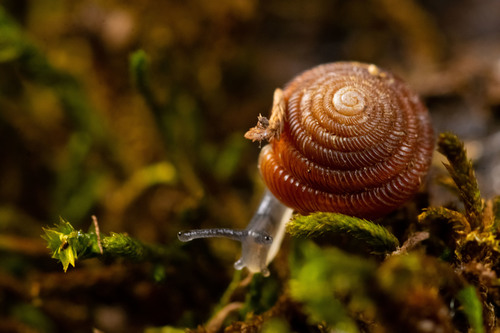 Gastrodonta interna