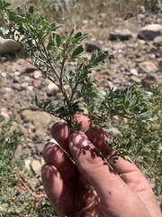 Acmispon dendroideus dendroideus