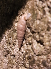 Alinda biplicata