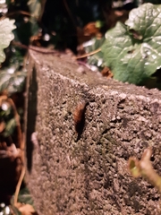 Alinda biplicata