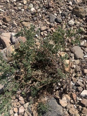 Acmispon dendroideus dendroideus