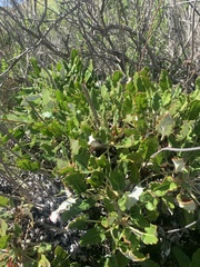 Eriogonum grande