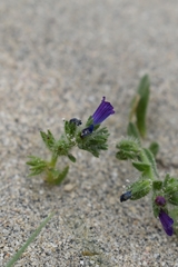 Echium arenarium