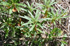 Croton argyranthemus