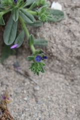 Echium arenarium