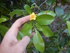 Welchiodendron longivalve