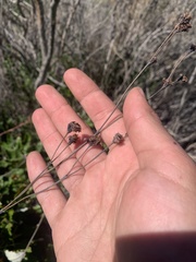 Eriogonum grande