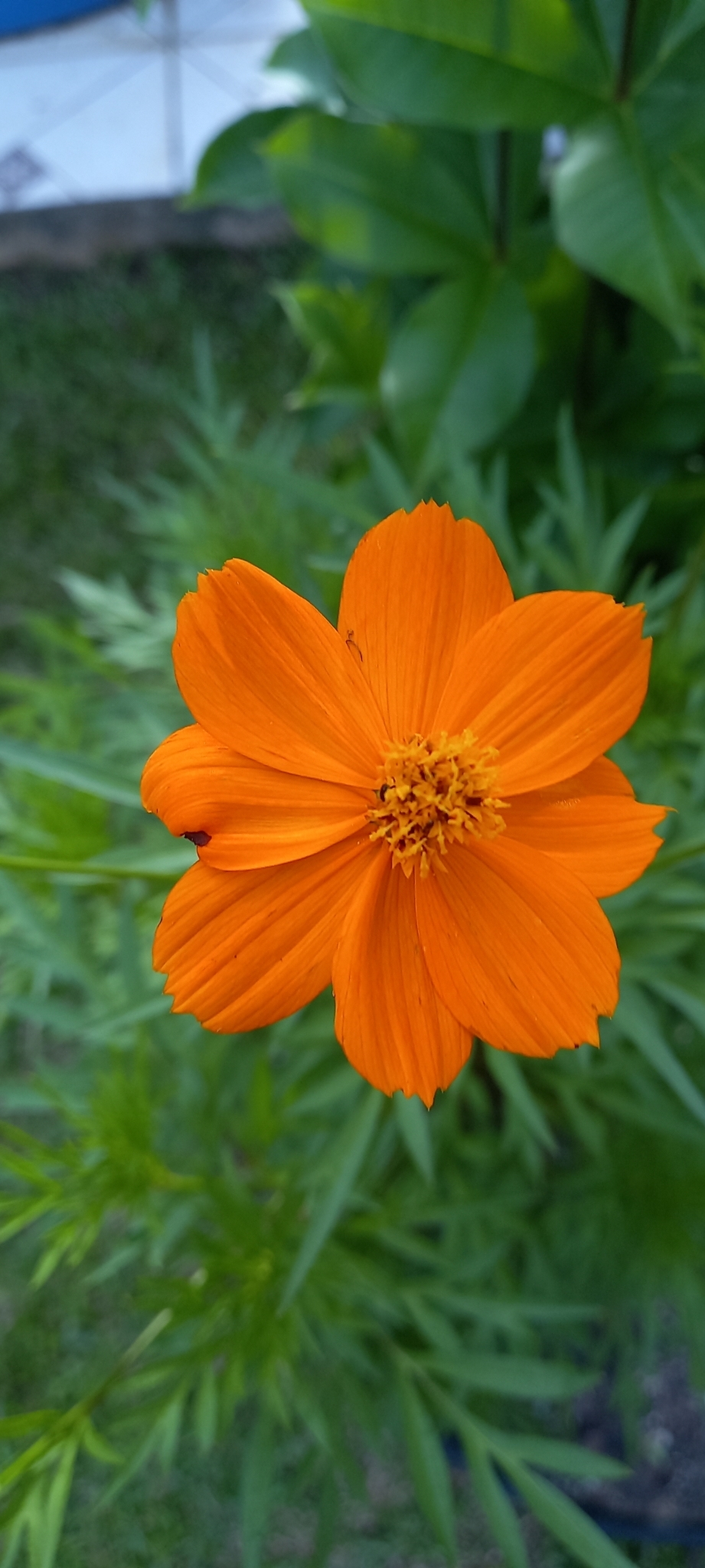 Cosmos sulphureus