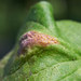 Puccinia lapsanae - Photo (c) brnhn, algunos derechos reservados (CC BY-NC), subido por brnhn