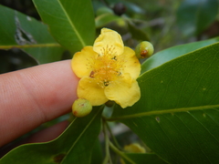 Welchiodendron longivalve