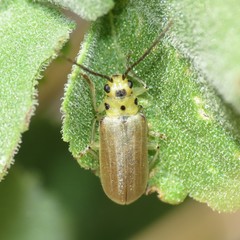 Trirhabda schwarzi