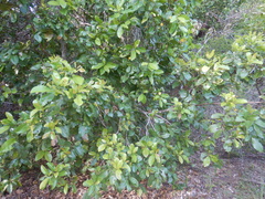 Welchiodendron longivalve