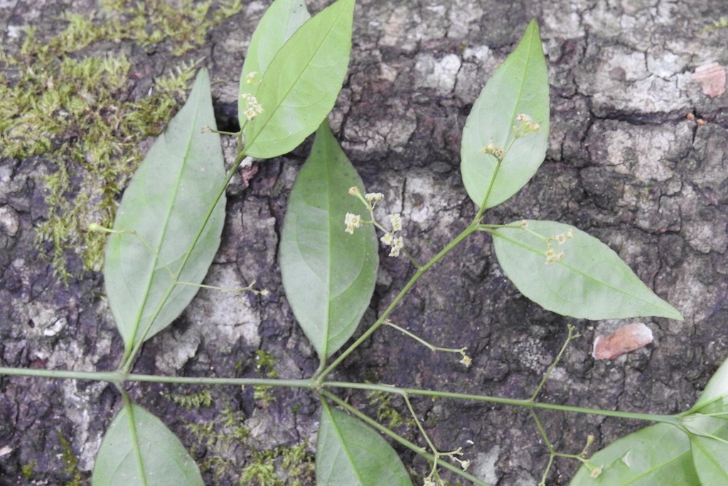 Crossopetalum parviflorum (Crossopetalum parviflorum)