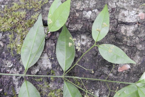 Crossopetalum parviflorum (Crossopetalum parviflorum)