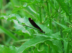 Calopteryx japonica
