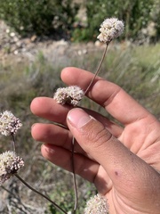 Eriogonum grande