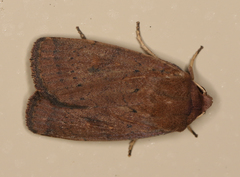 Proteuxoa porphyrescens