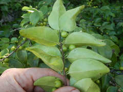 Memecylon pauciflorum