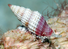 Vexillum modestum