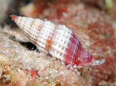 Vexillum modestum