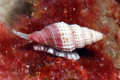 Vexillum modestum