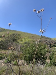 Eriogonum grande