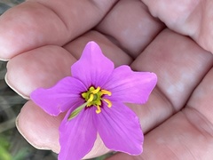 Sabatia grandiflora