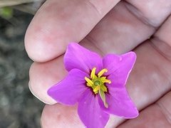 Sabatia grandiflora